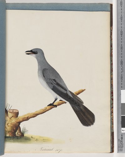 Sida 38. Oidentifierad fågel, Troligen en stor lanius av Unknown artist