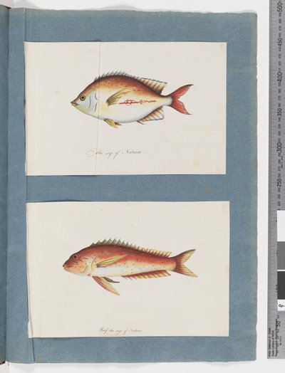 Sida 3. Oidentifierad fisk 4. Oidentifierad fisk (akvarell på papper) av Unknown artist