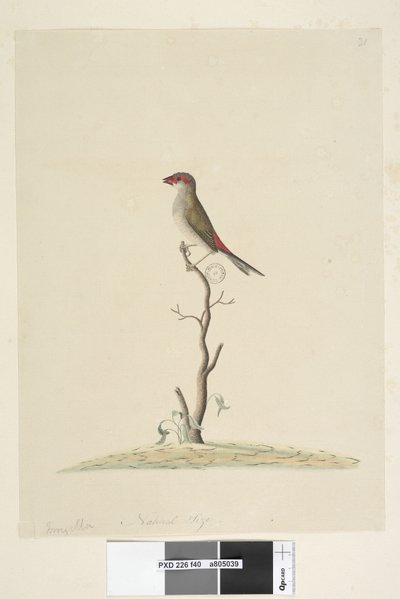 Sida 40. Kundtjänst. Naturlig storlek Röd, pannfink Neochmia brevis Aegintha brevis, 1791-92 av Unknown artist