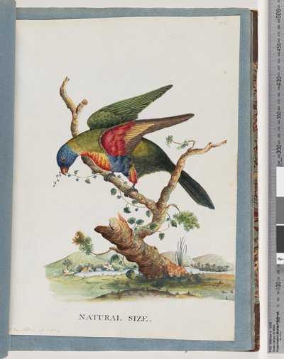 Sida 40. Rainbow Lorikeet. Ps. Haematodus. Rödbröst eller blåbukad papegoja av Unknown artist