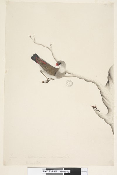 Sida 41. Frans. ovan titel i annan hand juni. Naturlig storlek. Iris tvivlande Diamond Firetail Stagonopleura guttata, omogen, 1791-92 av Unknown artist