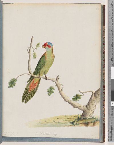 Sida 41. Mysk Lorikeet av Unknown artist