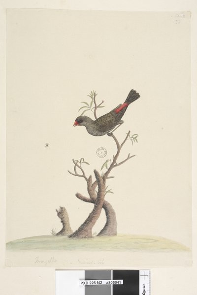 Sida 42. Frans. i nedre mitten i annan hand Naturlig storlek Diamond Firetail Stagonopleura guttata, 1791-92 av Unknown artist