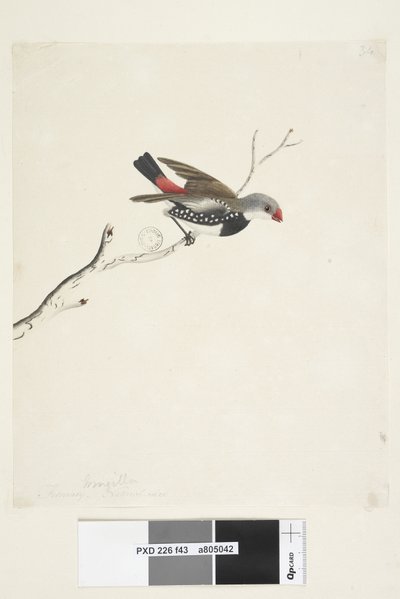 Sida 43. Frans. nedan titel i annan hand februari. Naturlig storlek Diamond Firetail Stagonopleura guttata, 1791-92 av Unknown artist