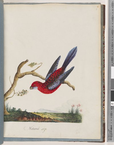 Sida 45. Crimson Rosella. Pennantian papegoja av Unknown artist