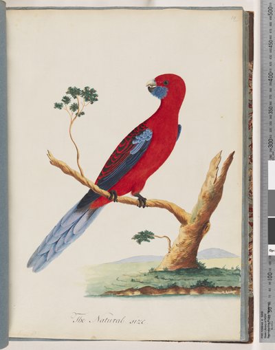 Sida 46. Crimson Rosella. Pennantian papegoja av Unknown artist