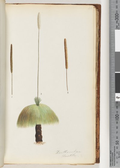 Sida 46. Xanthorrhoea Hastile Grass-träd av Unknown artist