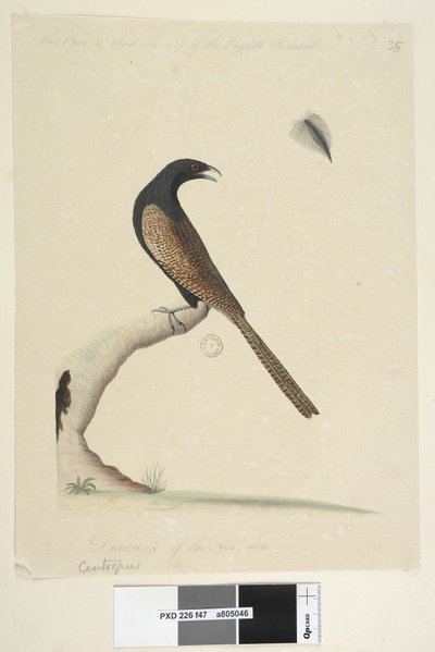 Sida 47. Centropus. i nedre mitten i annan hand. Denna fågel är ungefär lika stor som den engelska fasanen. Dras 1/3 av natl. storlek. Fasan Coucal Centropus phasianinus, 1791-92 av Unknown artist