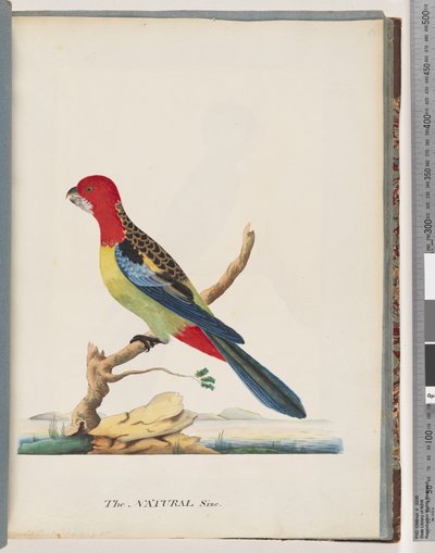 Sida 47. Östra Rosella. Inte samma papegoja av Unknown artist