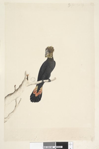Sida 48. Svart kakadua. nere till vänster i annan hand Minskad skala till 1/3 av naturlig storlek. Blank svart kakadua Calyptorhynchus lathami, hona, 1791-92 av Unknown artist