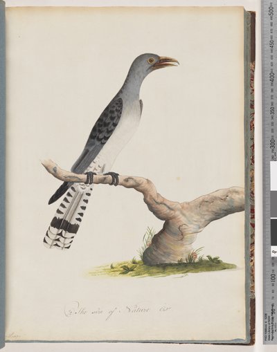 Sida 49. Oidentifierad fågel. Skytroper av Unknown artist