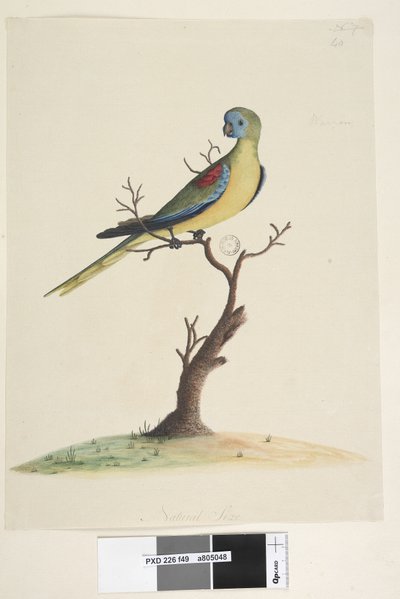 Sida 49. War,ran. i nedre mitten i olika hand Naturlig storlek. Turkos papegoja Neophema pulchella, hane, 1791-92 av Unknown artist
