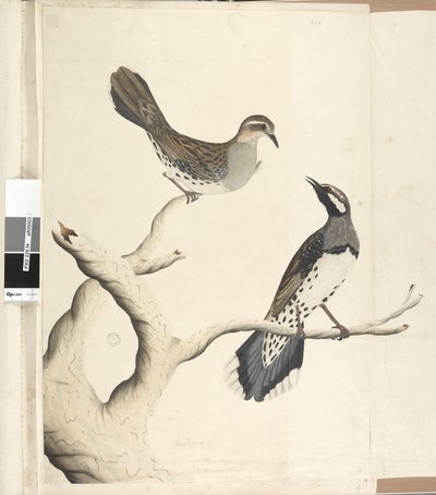 Sida 4. Turdus. i en annan hand Tecknad den naturliga storleken är de enda två av det slag som hittills setts på kolonin, juni 1792 Fläckig vakteltrast Cinclosoma punctatum, 1791-92 av Unknown artist