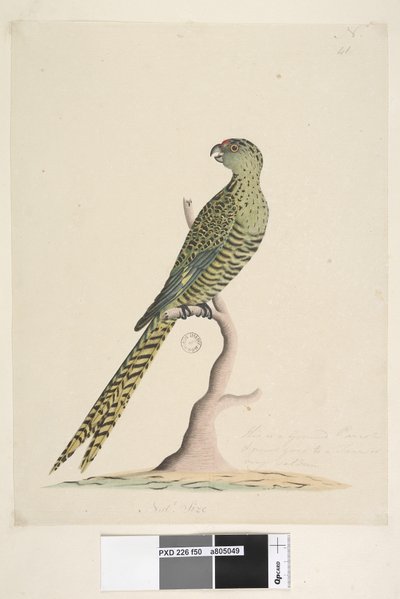 Sida 50. Det här är en mald papegoja och går aldrig till ett träd eller väldigt sällan. vid nedre mitten i annan hand Natl. storlek. Jordpapegoja Pezoporus wallicus, 1791-92 av Unknown artist