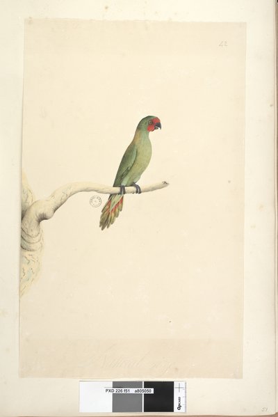 Sida 51. Naturlig storlek Little Lorikeet Glossopsitta pusilla, 1791-92 av Unknown artist