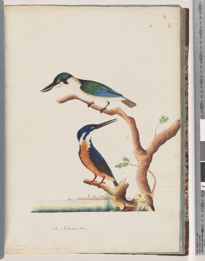 Sida 53. 1. Helig kungsfiskare. Alcedo sacre 2. Azure Kingfisher. 2, 3 toed N. Holland Kingfisher av Unknown artist