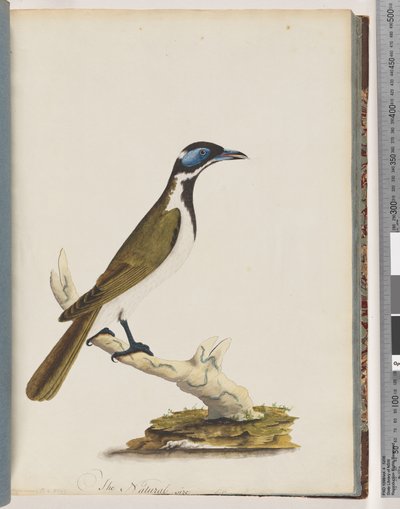 Sida 54. Blå honungsätare. Merops cyanoris. Blåkindad trast av Unknown artist