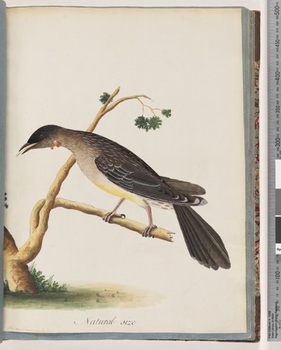 Sida 55. Red Wattlebird. Merops carunculatus av Unknown artist
