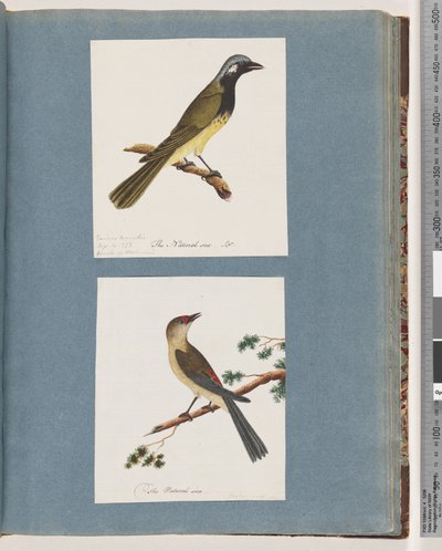 Sida 56. Oidentifierad fågel. Turdus leucotis. 57. Rödbrynad fink. Turdus ny av Unknown artist