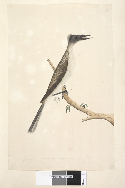 Sida 57. Januari. Naturlig storlek, antas vara en ung fågel Noisy Friarbird Philemon corniculatus, 1791-92 av Unknown artist