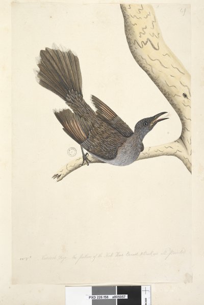 Sida 58. Oktr. Naturlig storlek, fjädrarna på halshuvudet bröst & rygg är alla spetsiga Brush Wattle, Bird Anthochaera chrysoptera, 1791-92 av Unknown artist