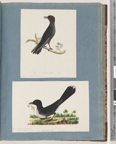 Sida 58. Oidentifierad fågel. Turdus. 59. Oidentifierad fågel. Turdus av Unknown artist