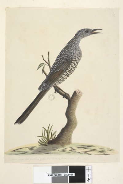 Sida 59. Naturlig storlek, fjädrarna på huvudets hals och bröst är spetsiga Brush Wattle, Bird Anthochaera chrysoptera, 1791-92 av Unknown artist