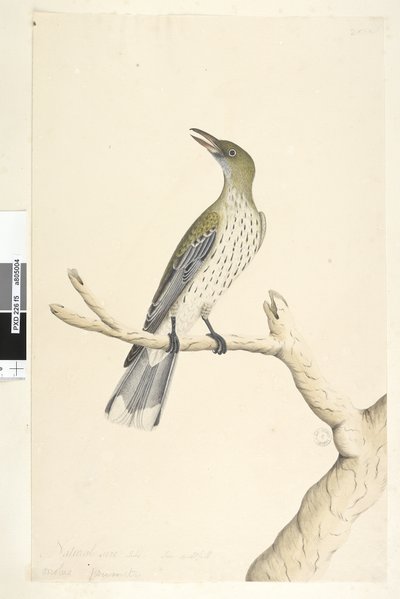 Sida 5. Oriolus mimetis. ovan titel i annan hand Naturlig storlek. Juli, iris tveksam oliv, ryggad Oriole Oriolus sagittatus, 1791-92 av Unknown artist