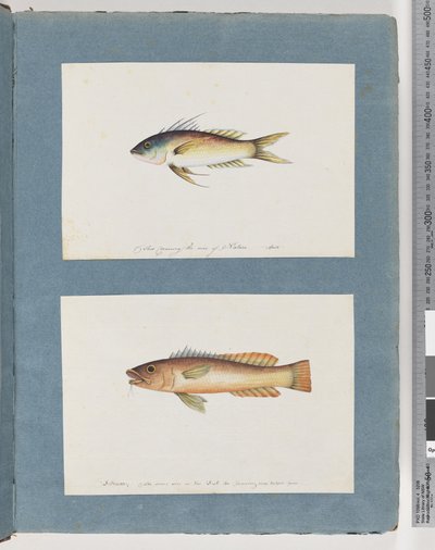 Sida 5. Oidentifierad fisk 6. Oidentifierad fisk av Unknown artist