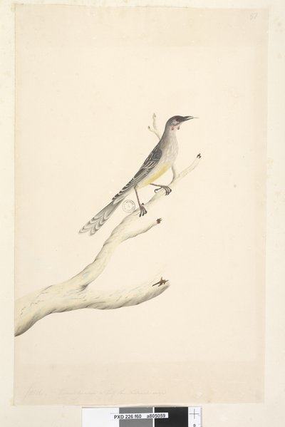 Sida 60. Juni. Minskad i skala till hälften av den naturliga storleken Red Wattle, Bird Anthochaera carunculata, 1791-92 av Unknown artist