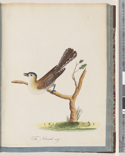 Sida 60. Oidentifierad fågel. Turdus cyanocephalus. Blåhårig trast av Unknown artist