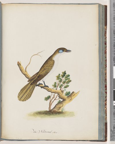 Sida 61. Blue-faced Honeyeater. Turdus cyanoris. Blåkindad trast av Unknown artist
