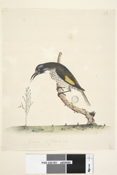 Sida 61 Naturlig storlek Yellow Winged Honeyeater New Holland, 1791-92 av Unknown artist