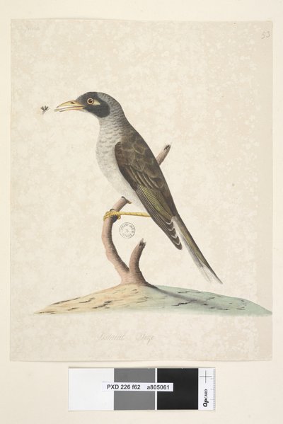 Sida 62. Juni. Naturlig storlek Noisy Miner Myzantha melanocephala, 1791-92 av Unknown artist