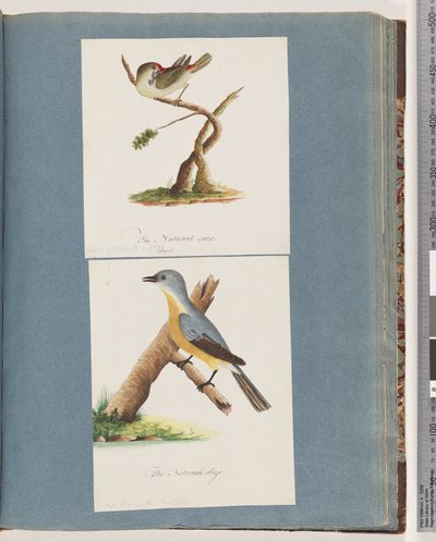 Sida 62. Rödbrynad fink. Loxia astrild. 63. Oidentifierad fågel. Muscicapa flavigastra av Unknown artist
