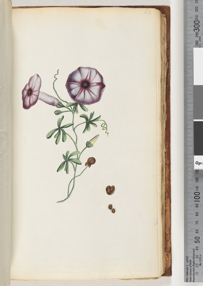 Sida 63. Convolvulus av Unknown artist