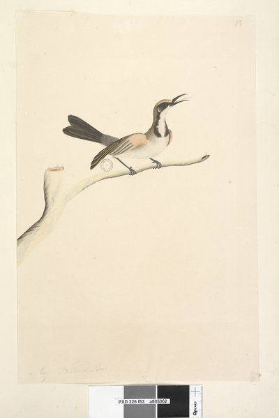 Sida 63. Maj. Naturlig storlek Tawny Crowned Honeyeater Phylidonyris melanops, 1791-92 av Unknown artist