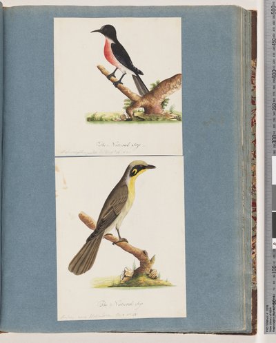 Sida 64. Scarlet Robin. Krytrogastrans fluga. 65. Gultuftad honungsätare. Muscicapa Nova Hollandiae av Unknown artist