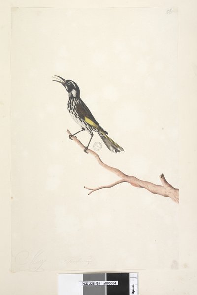 Sida 65. Maj, naturlig storlek Yellow Winged Honeyeater New Holland, 1791-92 av Unknown artist