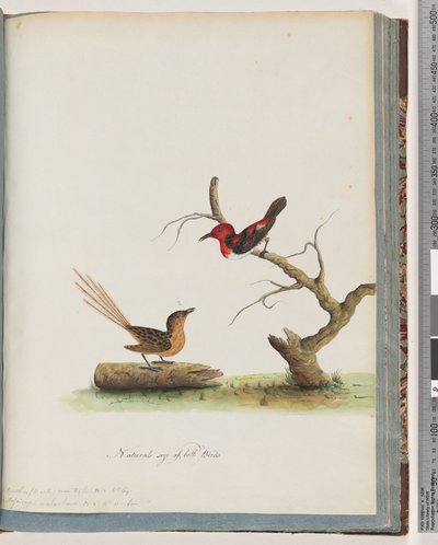Sida 66. 1. Scarlet honungsätare. Certhia/Honeyeater/orientale. 2. Oidentifierad fågel. Muscicapa malachura av Unknown artist
