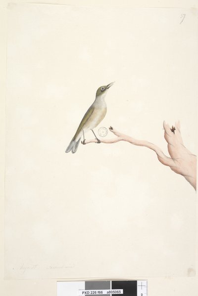 Sida 66. Augusti. Naturlig storlek Grå, Silvereye Zosterops lateralis, 1791-92 av Unknown artist