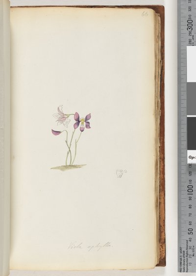 Sida 66. Viola aphylla / Wild Violet av Unknown artist