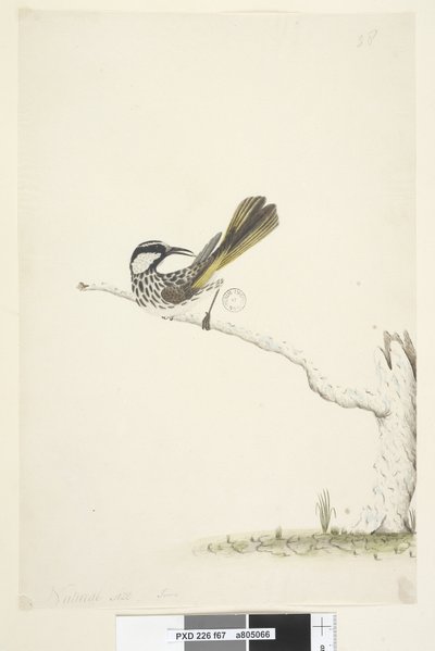 Sida 67. Naturlig storlek,  junivit, kindad honungsätare Phylidonyris nigra, 1791-92 av Unknown artist