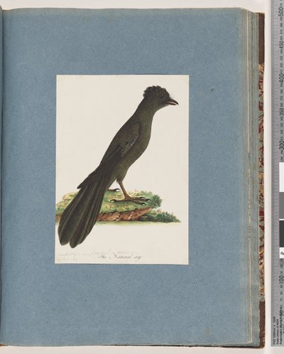 Sida 67. Oidentifierad fågel. Möjligen en ny Lanius eller Muscicapa av Unknown artist