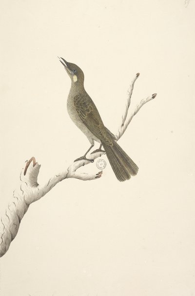 Sida 68. Naturlig storlek, August Lewin Honeyeater Meliphaga Lewinii, 1791-92 av Unknown artist