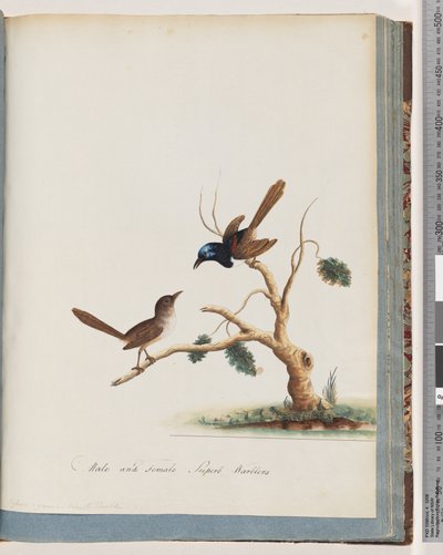 Sida 68. Rödvingad älva, gärdsmyg, hane och hona. Hanar och honor Superb sångare av Unknown artist