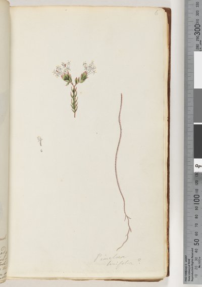 Sida 6. Pimelea linifolia av Unknown artist