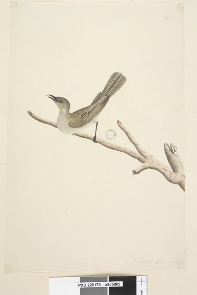 Sida 70. Naturlig storlek. August Fuscous honungsätare Lichenostomus fuscus, 1791-92 av Unknown artist