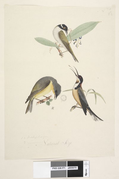 Sida 71. 1, 2. Meliphaga. 3., ? i nedre mitten i olika hand Naturlig storlek. Tre fåglar visas: 1. Vit, naken honungsätare av Unknown artist