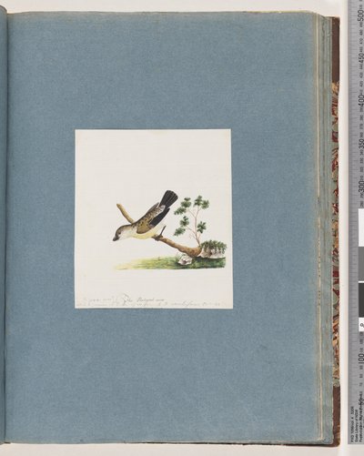 Sida 71. Oidentifierad fågel. Pipra ny av Unknown artist
